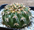 Discocactus hybrid -Japan-