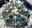 Gymnocalycium vatteri -Japan-