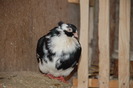 femela_6435