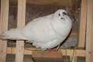 mascul_6437