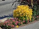 Street Flowers 3