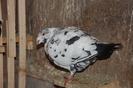 mascul_6445