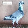 Femela 24-142