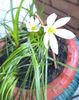 Zephyranthes alba-Zefiri de toamna