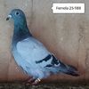 Femela 25-988