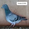 Femela 25-903