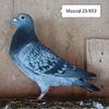 Mascul 25-851
