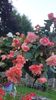 Messenger_creation_64D4833F-91F4-4C34-8E74-F95D6BC0B8AE