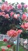 Messenger_creation_F845F25E-803A-47E0-B386-7CF61E724EB2