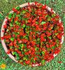 BEGONIA