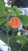 Messenger_creation_96AB2043-A94B-48DD-97A4-1ADEA2F9EE96