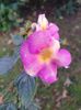 Messenger_creation_604EE8F3-A68A-44F8-9397-DBFDA71F003E