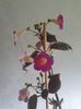 Messenger_creation_BE670162-5CA8-4DCD-A707-3D2E88112014