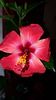 Messenger_creation_79DB9504-AD08-41D5-9CB3-31BF2D87F713