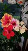 Messenger_creation_67B7D1E8-7BFB-4710-ADB1-52E917ED6DF2