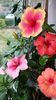 Messenger_creation_1B828BB3-5D05-4387-902F-8479D69CA508