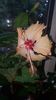 Messenger_creation_D21E7F42-2189-47D7-802B-EEDF5CEABCF9