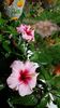 Messenger_creation_70CDBF8B-F86F-47A5-8685-B77FD290AAB1