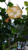 Messenger_creation_F7326A1D-DCCA-4365-AB36-7DBA3D17D4C3