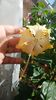 Messenger_creation_A24804EA-C344-4DB3-B2AE-9D38345827E9