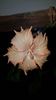 Messenger_creation_1E1154B0-CF22-4802-9247-DC83D65C5509