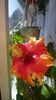 Messenger_creation_4EA0650D-D233-4229-8728-7922ED2F9E90