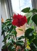 Messenger_creation_17E5ACE7-1B79-4A4B-892C-C93AC77A207F