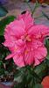 Messenger_creation_2F2D8E19-C521-4F9C-8063-44EF35C9BCF7