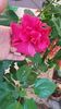 Messenger_creation_B6F6E954-3BC2-4B78-9500-90D42847DB98
