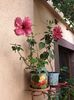 Messenger_creation_95A616F2-2C09-4472-BD02-F45B12293C69
