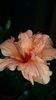 Messenger_creation_A95FF75C-9120-416D-AEC3-C16D1107F9F1