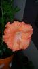 Messenger_creation_7BC7C4E3-1CF1-4017-9837-D4A28D3724C1