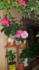 Messenger_creation_35870BAF-EAE9-4D90-BC15-DD670D1996F2