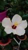 Messenger_creation_15583F31-8274-4F73-BCCE-5C837223B141