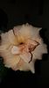 Messenger_creation_F45EA6D5-6D25-41DD-A5BA-7E3B1340AA17