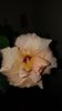 Messenger_creation_8DD6FB0E-A2C2-4A89-9B56-8167EA4F3161