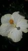 Messenger_creation_C52368E7-8B4B-48FD-BB19-7DD9601AA418