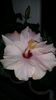 Messenger_creation_8CE35AF8-3E97-4980-9038-EEA86D65C3D3