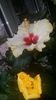 Messenger_creation_6DDF49EF-8AC6-423D-9D85-0F58ACD04364