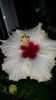 Messenger_creation_B02DB726-BA9B-4654-AE88-7DA082ED504F