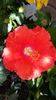 Messenger_creation_D3603CC2-8D89-4399-AF39-B348388C354F