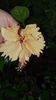 Messenger_creation_1D8300B3-3042-46B0-AC17-4AAC14912338
