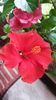 Messenger_creation_6CB5A5B6-6823-40CF-883B-03B31401641D