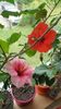 Messenger_creation_36D2A850-2010-41F9-9921-593A067312B8