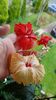 Messenger_creation_115053D9-7685-422B-97B9-F559F73B49B4