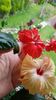 Messenger_creation_26D9D652-9260-47F4-B12C-88947C0E1476