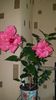 Messenger_creation_5A50457F-013D-4B3B-A4AB-D7FBC0B68AB5