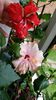Messenger_creation_BC47BCCA-1EE2-41D8-B169-234B94DD471C