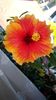 Messenger_creation_72113EC3-46DB-477A-8E01-8966134416F6