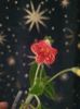 Messenger_creation_AB6503E4-57BD-4081-A39B-82B20C51191F